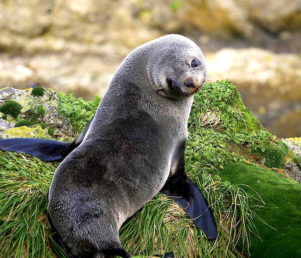 A fur seal sitting on a tussock looking back over its shoulder to the camera