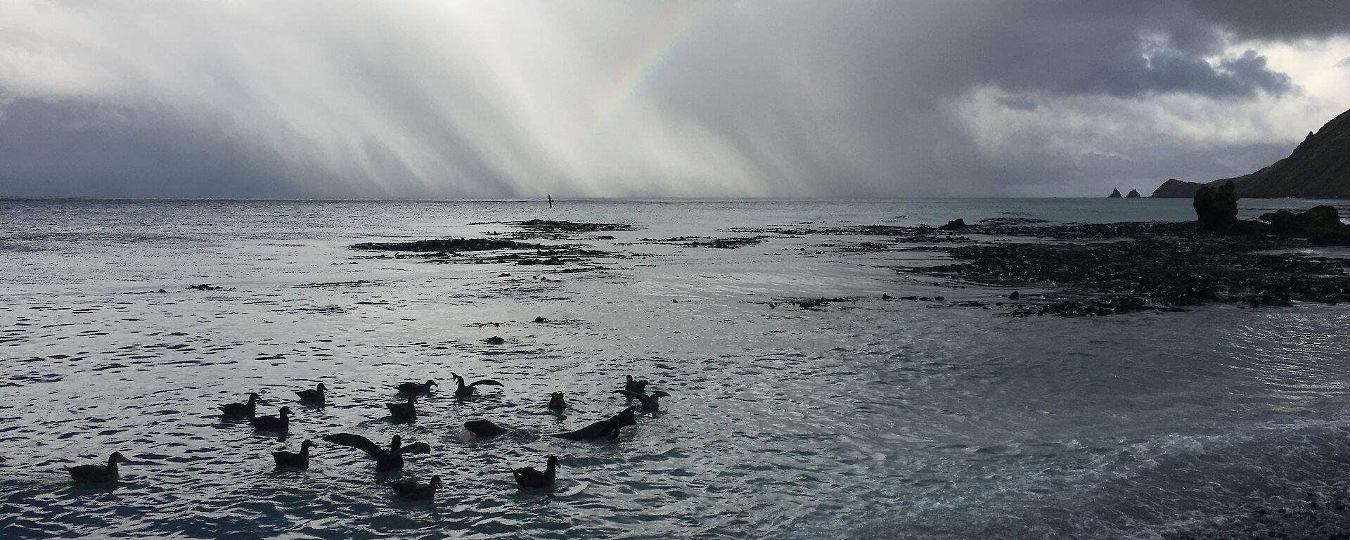 Storm clouds gather over a shoreline. Petrels and sea lions can be seen in the shallow water.