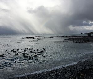 Storm clouds gather over a shoreline. Petrels and sea lions can be seen in the shallow water.