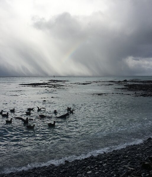 Storm clouds gather over a shoreline. Petrels and sea lions can be seen in the shallow water.