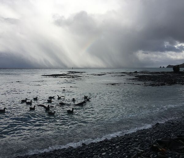Storm clouds gather over a shoreline. Petrels and sea lions can be seen in the shallow water.