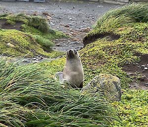 A fur seal, sitting in the tussocks in front of a wooden building, looks up at camera