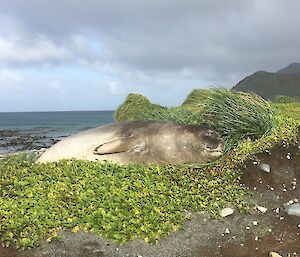 An elephant seal lies sleeping in a tussock