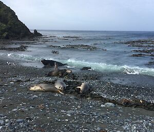 A small group of elephant seals lying on the pebbled shore line