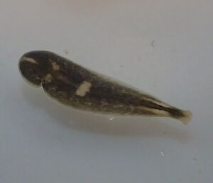 A flatworm under the microscope.
