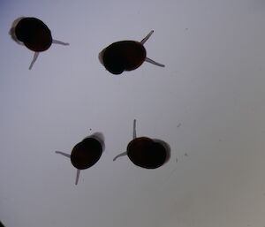 Four small snails under the microscope.