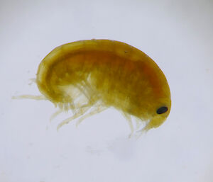A yellow amphipod under the microscope.