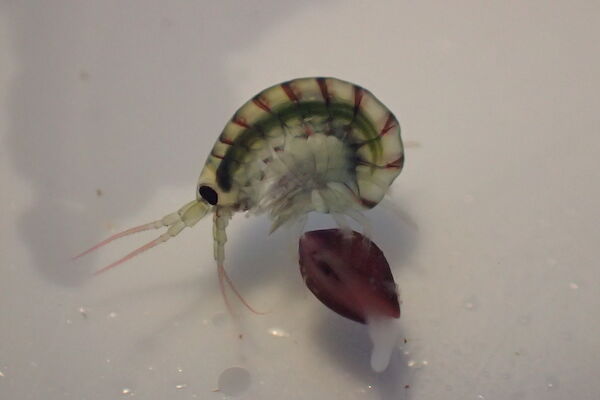 A translucent amphipod with a green gut, and a pink bivalve under the microscope.