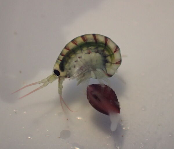 A translucent amphipod with a green gut, and a pink bivalve under the microscope.