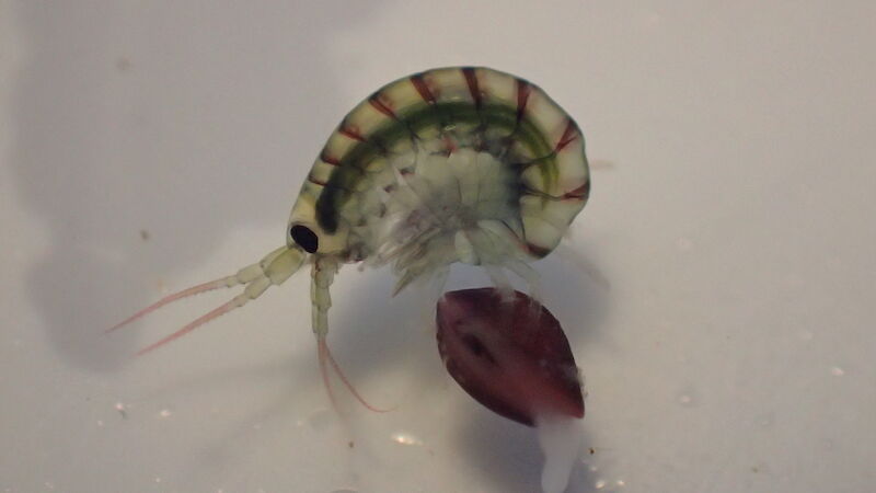 A translucent amphipod with a green gut, and a pink bivalve under the microscope.