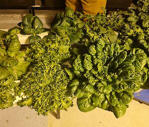 The lettuce continue growing and now cover the growing tubes.