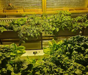 Inside the hydroponics room showing an abundance of leafy greens ready for harvest.