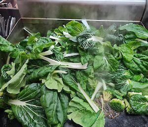 Stir fried greens grown in hydroponics being cooked on the kitchen hot plate.