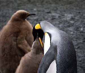 A king penguin standing beak to beak with its fluffy brown chick, transferring food.  A second fluffy brown chick is standing behind them.