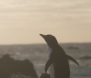 A dusky shot of a gentoo penguin standing on a ridge with the sea and sky behind.  Another gentoo lies on it's tummy on a tussock beside it.