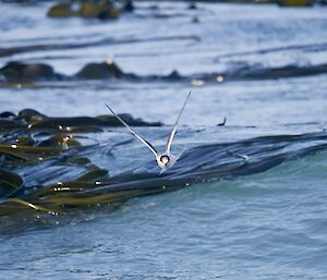 A shot of the Southern Ocean with large sea kelp on the surface.  A bird with its wings in a V shape is in flight in the centre of the shot.