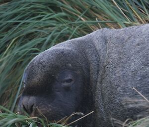 A head shot of a sea lion lying in the long tussock grass