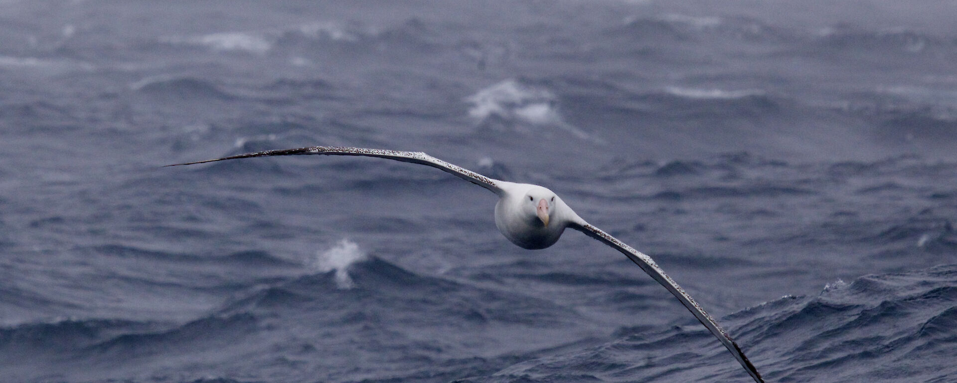 A wandering albatross flying above the Southern Ocean waves.