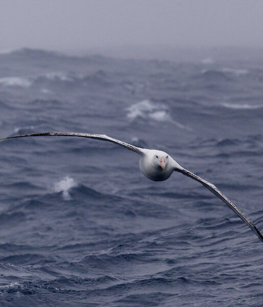 A wandering albatross flying above the Southern Ocean waves.