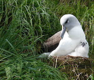 A grey-headed albatross and its fluffy chick on a nest, surrounded by grassy vegetation.