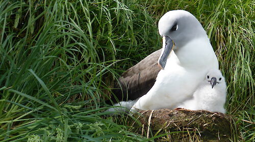 A grey-headed albatross and its fluffy chick on a nest, surrounded by grassy vegetation.