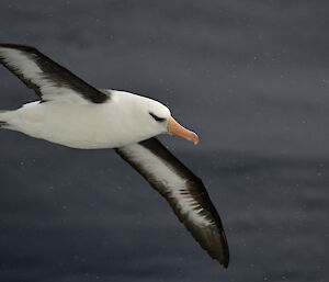 A black-browed albatross flying over the ocean.