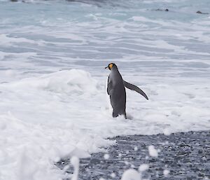 A king penguin at the shoreline walking in to the surf