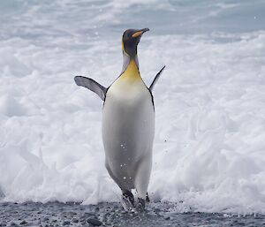 A king penguin emerging from the ocean with the spray behind him