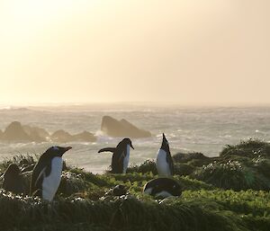 Four penguins, against the backdrop of the ocean at sunset, nest in some green tussocks