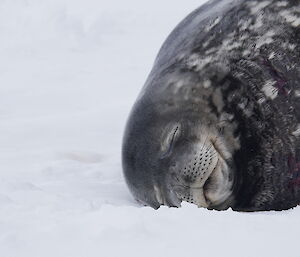 A close up of a Weddell seal sleeping on the ice