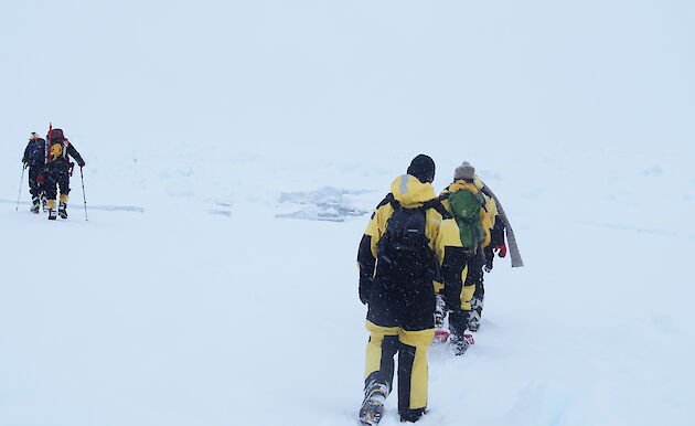 Expeditioners walking single file on sea ice.