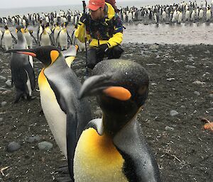 A king penguin peers into the camera lens.  Behind are other penguins and an expeditioner crouched in the middle.