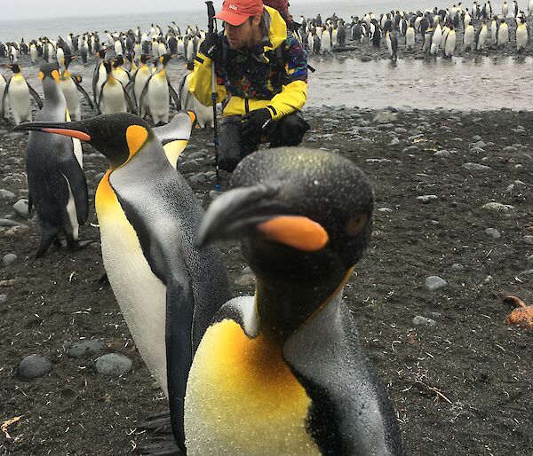A king penguin peers into the camera lens.  Behind are other penguins and an expeditioner crouched in the middle.