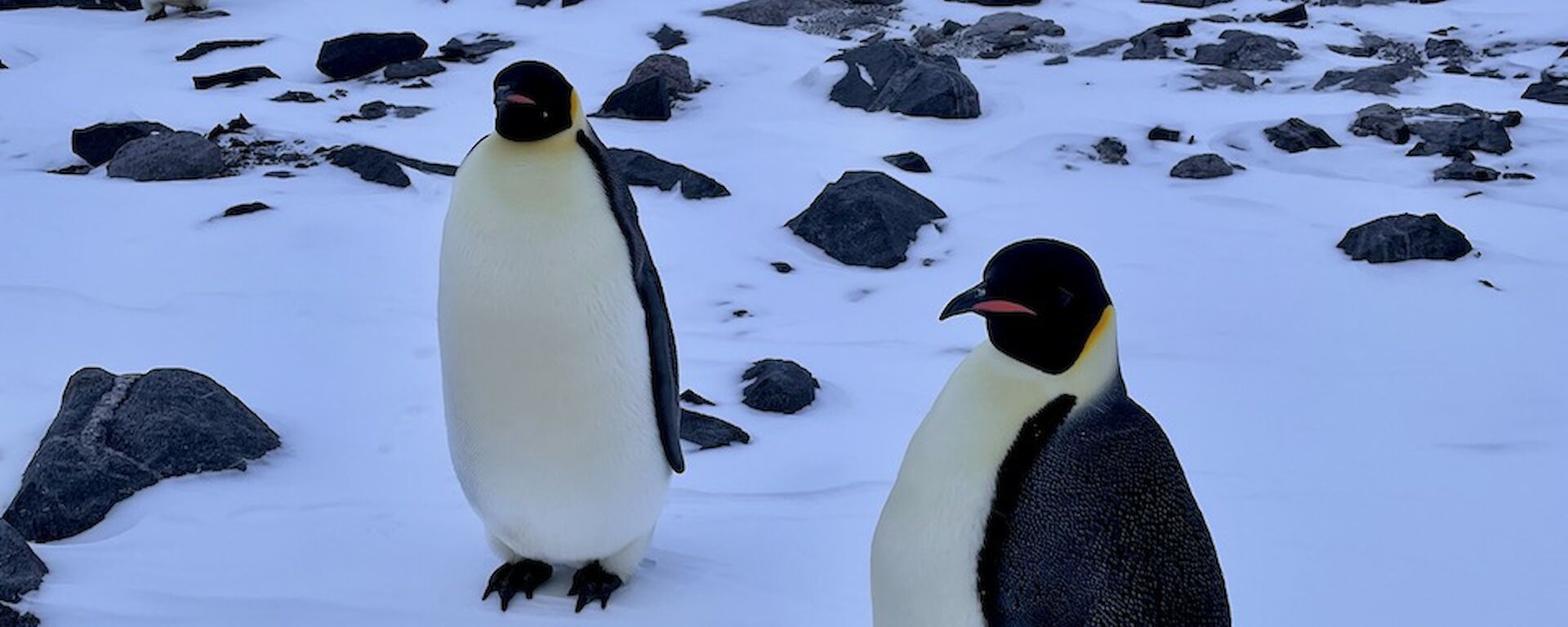 A line of emperor penguins making their way towards the camera with two close in the foreground.