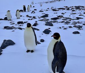 A line of emperor penguins making their way towards the camera with two close in the foreground.