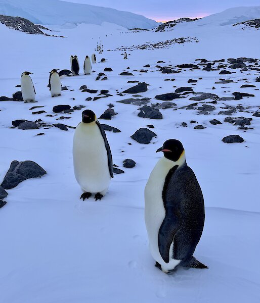 A line of emperor penguins making their way towards the camera with two close in the foreground.