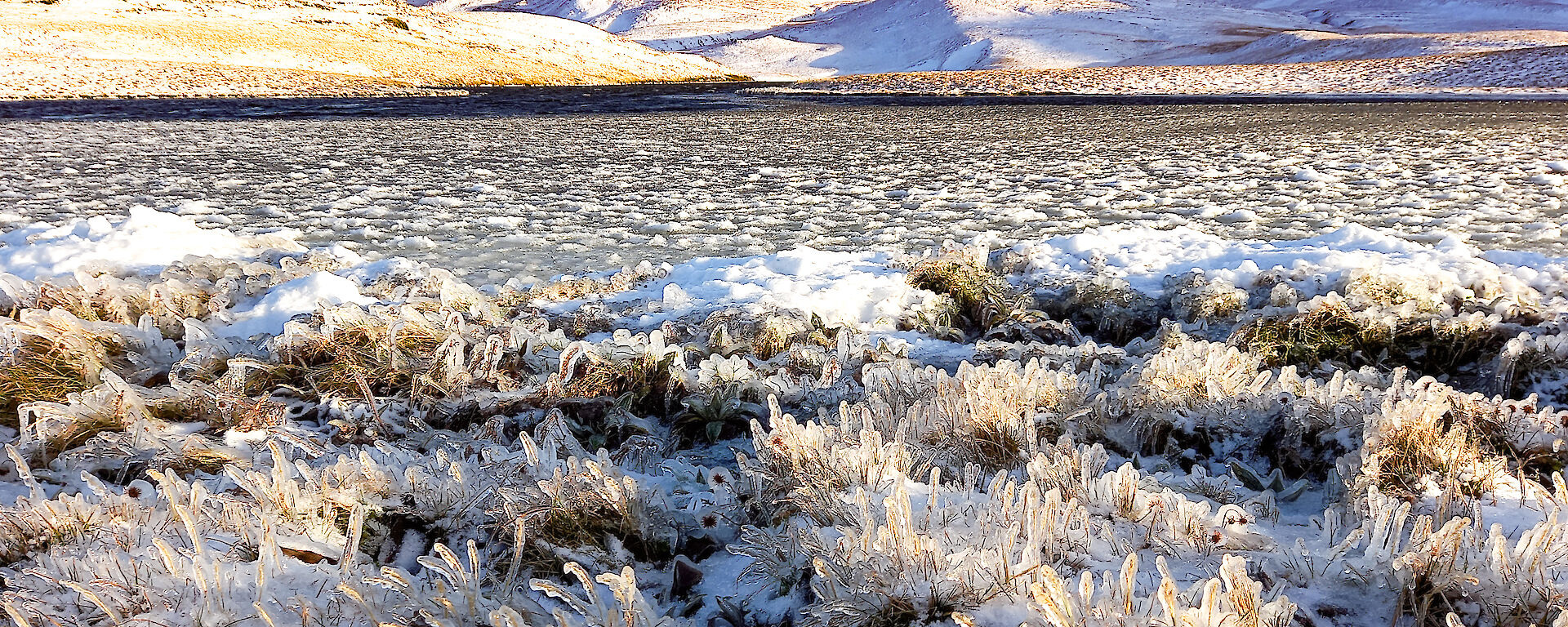 A grassy plateau with mountains in the background.  The taller grass in the foreground is snow covered and the blades of grass frozen with glaze ice.