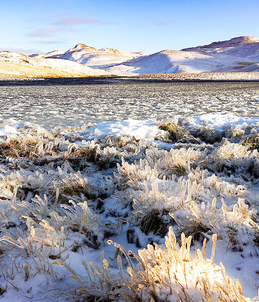 A grassy plateau with mountains in the background.  The taller grass in the foreground is snow covered and the blades of grass frozen with glaze ice.