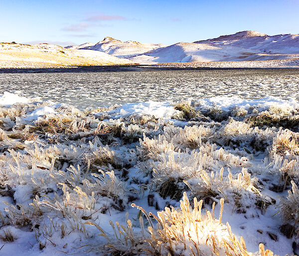 A grassy plateau with mountains in the background.  The taller grass in the foreground is snow covered and the blades of grass frozen with glaze ice.