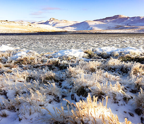 A grassy plateau with mountains in the background. The taller grass in the foreground is snow covered and the blades of grass frozen with glaze ice.