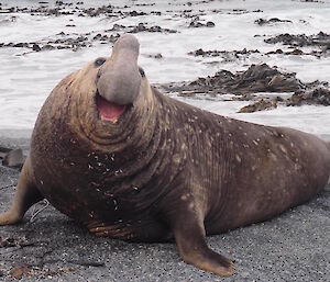 A large bull elephant seal emerges from the sea with its mouth open like it is smiling