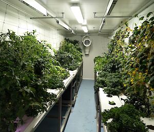 Inside a hydroponics shed with lots of plants growing