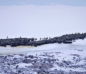 A distance photo of the Emperor penguin huddle on snow covered ground.