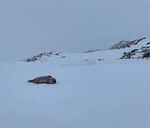 A snowy and icy landscape with a Weddell seal relaxing in the middle