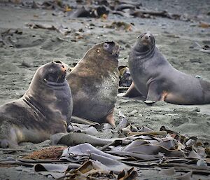 Three sea lions on the beach with their heads up