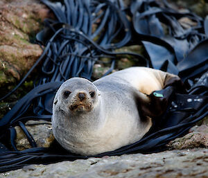 A female fur seal looks towards camera as it lies in some kelp on the beach