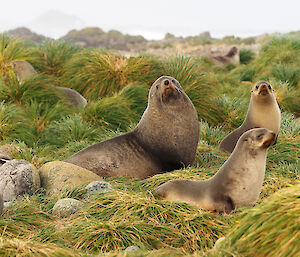 A group of seals sit and lie in the grassy tussocks
