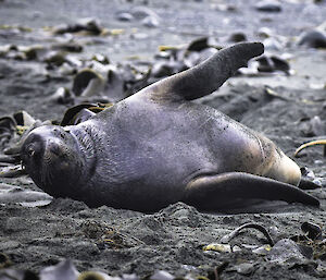 A seal rolling on its back on the beach