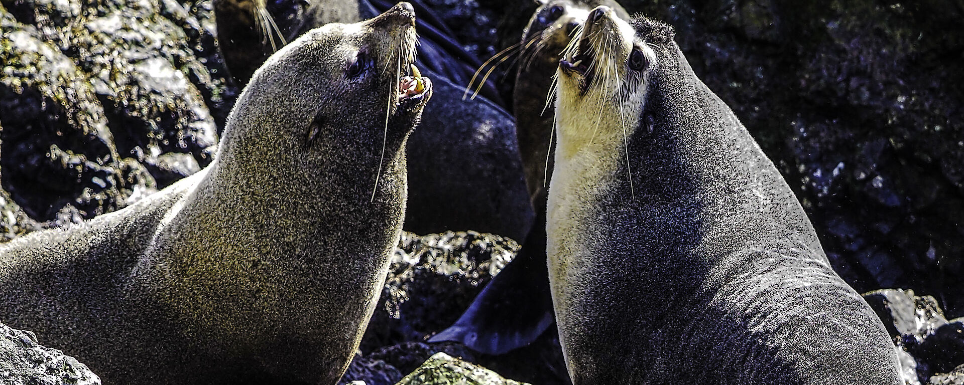 A group of fur seals on the rocks.  Two large males at the centre of the image.