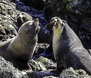 A group of fur seals on the rocks.  Two large males at the centre of the image.